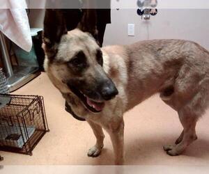 German Shepherd Dog Dogs for adoption in Martinez, CA, USA