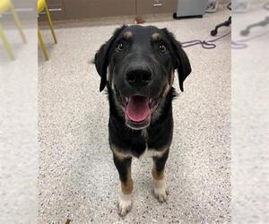 Shollie Dogs for adoption in Brighton, CO, USA