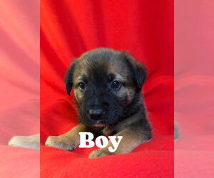 Australian Shepherd-Unknown Mix Dogs for adoption in Hillsboro, MO, USA