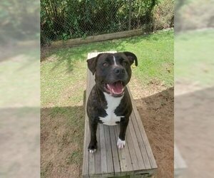 Labrador Retriever-Unknown Mix Dogs for adoption in Orangeburg, SC, USA