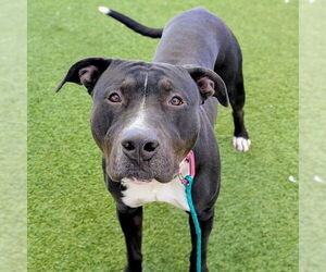 Mutt Dogs for adoption in Las Vegas, NV, USA