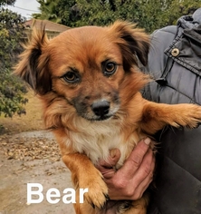 Chiranian Dogs for adoption in Yreka, CA, USA