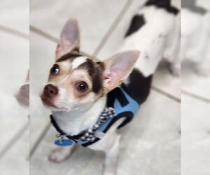 Chihuahua Dogs for adoption in Walnutport, PA, USA