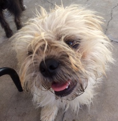 Shiffon Dogs for adoption in Newport Beach, CA, USA