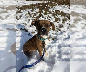 Boxer-Mountain Cur Mix Dogs for adoption in Woodstock, IL, USA