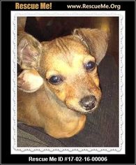 Medium Photo #1 Chiweenie Puppy For Sale in San Bernardino, CA, USA