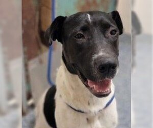 Pointer Dogs for adoption in Roswell, GA, USA