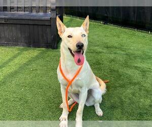 Siberian Husky Dogs for adoption in Orange, CA, USA