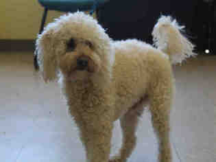Poodle (Toy) Dogs for adoption in San Martin, CA, USA
