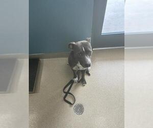 American Pit Bull Terrier Dogs for adoption in Newton, NC, USA
