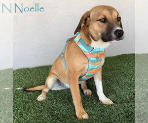 Beagle-Unknown Mix Dogs for adoption in San Diego, CA, USA