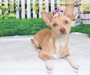 Chihuahua-Unknown Mix Dogs for adoption in Oroville, CA, USA