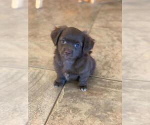 Maltese Dogs for adoption in Menifee, CA, USA