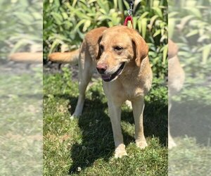 Labrador Retriever Dogs for adoption in Batavia, NY, USA