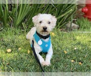 Poodle (Miniature) Dogs for adoption in Santa Clara, CA, USA