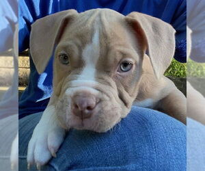 French Bulldog-Unknown Mix Dogs for adoption in Springdale, PA, USA