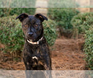 Labrador Retriever-Unknown Mix Dogs for adoption in Holly Springs, NC, USA