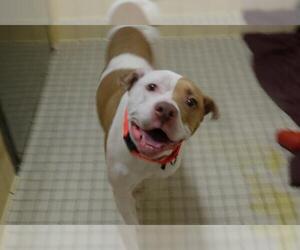 American Bulldog Dogs for adoption in Denver, CO, USA