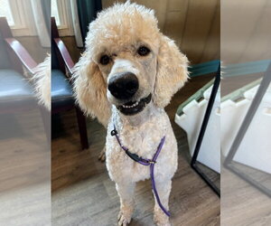 Goldendoodle Dogs for adoption in Pacolet, SC, USA