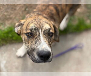 Mutt Dogs for adoption in Tulsa, OK, USA