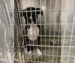 American Pit Bull Terrier Dogs for adoption in Decatur, IL, USA