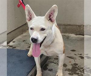 Mutt Dogs for adoption in Camarillo, CA, USA