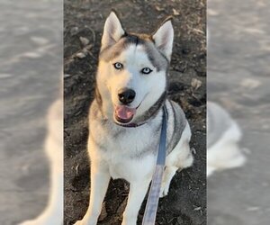 Medium Photo #1 Siberian Husky-Unknown Mix Puppy For Sale in Fremont, CA, USA