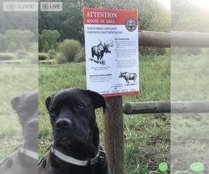 Mastador Dogs for adoption in Aurora, CO, USA