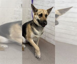German Shepherd Dog Dogs for adoption in San Bernardino, CA, USA