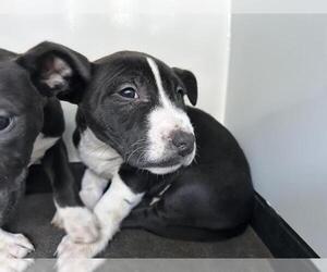 Bull Terrier-Unknown Mix Dogs for adoption in Visalia, CA, USA