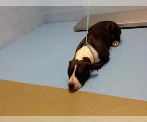 American Pit Bull Terrier Dogs for adoption in Moreno Valley, CA, USA