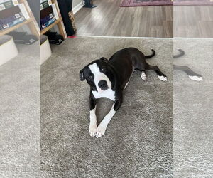 Mutt Dogs for adoption in Aurora, CO, USA