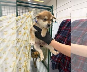 Mutt Dogs for adoption in Calgary, Alberta, Canada