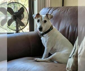 Jack Russell Terrier Dogs for adoption in Long Beach, CA, USA