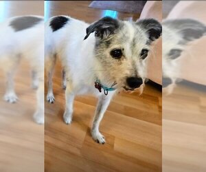 Mutt Dogs for adoption in  Ramona, CA, USA