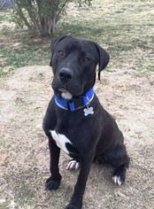 Labrador Retriever Dogs for adoption in Newhall, CA, USA