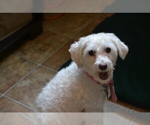 Coton de Tulear Dogs for adoption in Cincinnati, OH, USA
