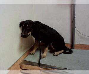 German Shepherd Dog-Unknown Mix Dogs for adoption in Martinez, CA, USA