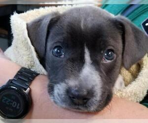 Lab-Pointer Dogs for adoption in Ellijay, GA, USA
