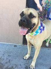 Bullmastiff Dogs for adoption in Peoria, AZ, USA