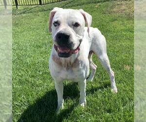 Bulloxer Dogs for adoption in Fenton, MO, USA
