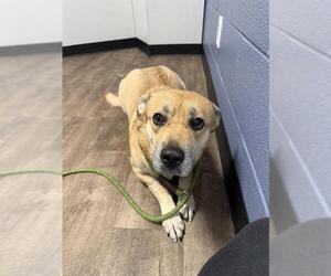 Labrador Retriever-Unknown Mix Dogs for adoption in Aurora, IL, USA