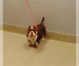 Bulldog-Unknown Mix Dogs for adoption in Las Vegas, NV, USA