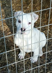 Small Bulldog Mix