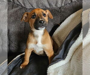 Mutt Dogs for adoption in Fargo, ND, USA