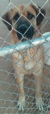 Mastiff Dogs for adoption in Apple Valley, CA, USA