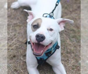 Medium Photo #1 American Staffordshire Terrier Puppy For Sale in San Antonio, TX, USA