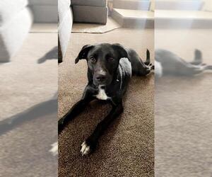 Labrador Retriever-Unknown Mix Dogs for adoption in Fruit Heights, UT, USA