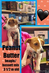 Bagle Hound Dogs for adoption in Franklinton, LA, USA