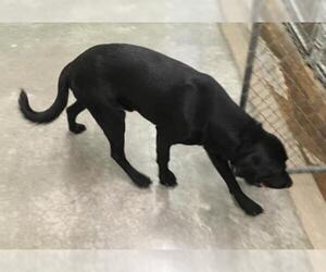 Labrador Retriever Dogs for adoption in Mitchell, SD, USA